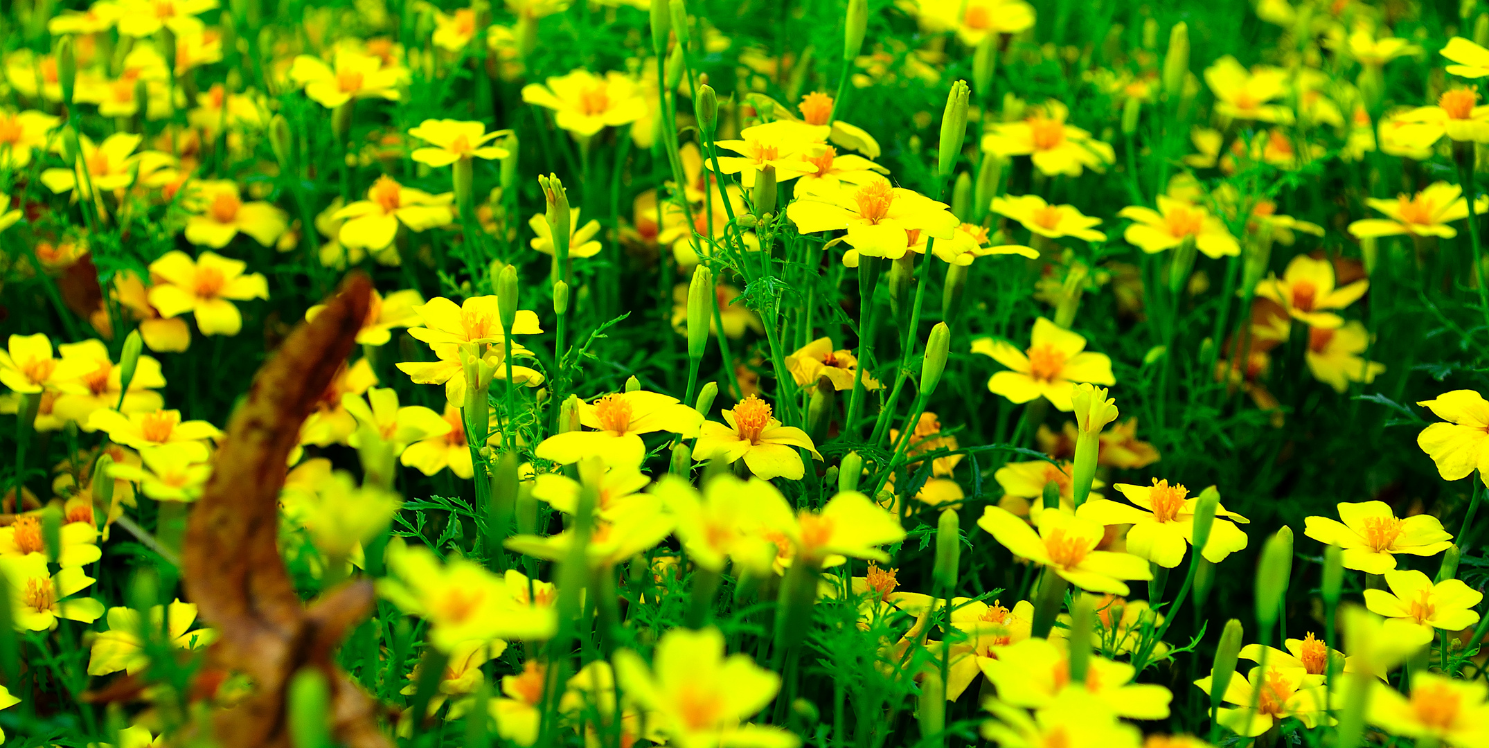 Macro Aufnahme eines Blumenbeetes