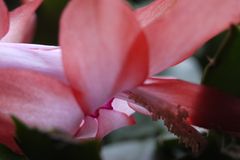 Macro-aufnahmen von Orchideen Bild 1