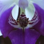 Macro-aufnahmen von Orchideen Bild 2