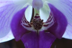 Macro-aufnahmen von Orchideen Bild 2