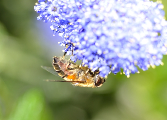 macro bee