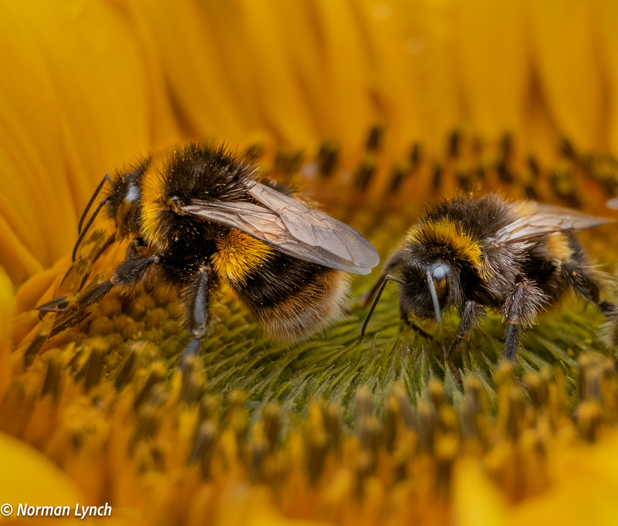 Macro Bees-