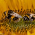 Macro Bees-