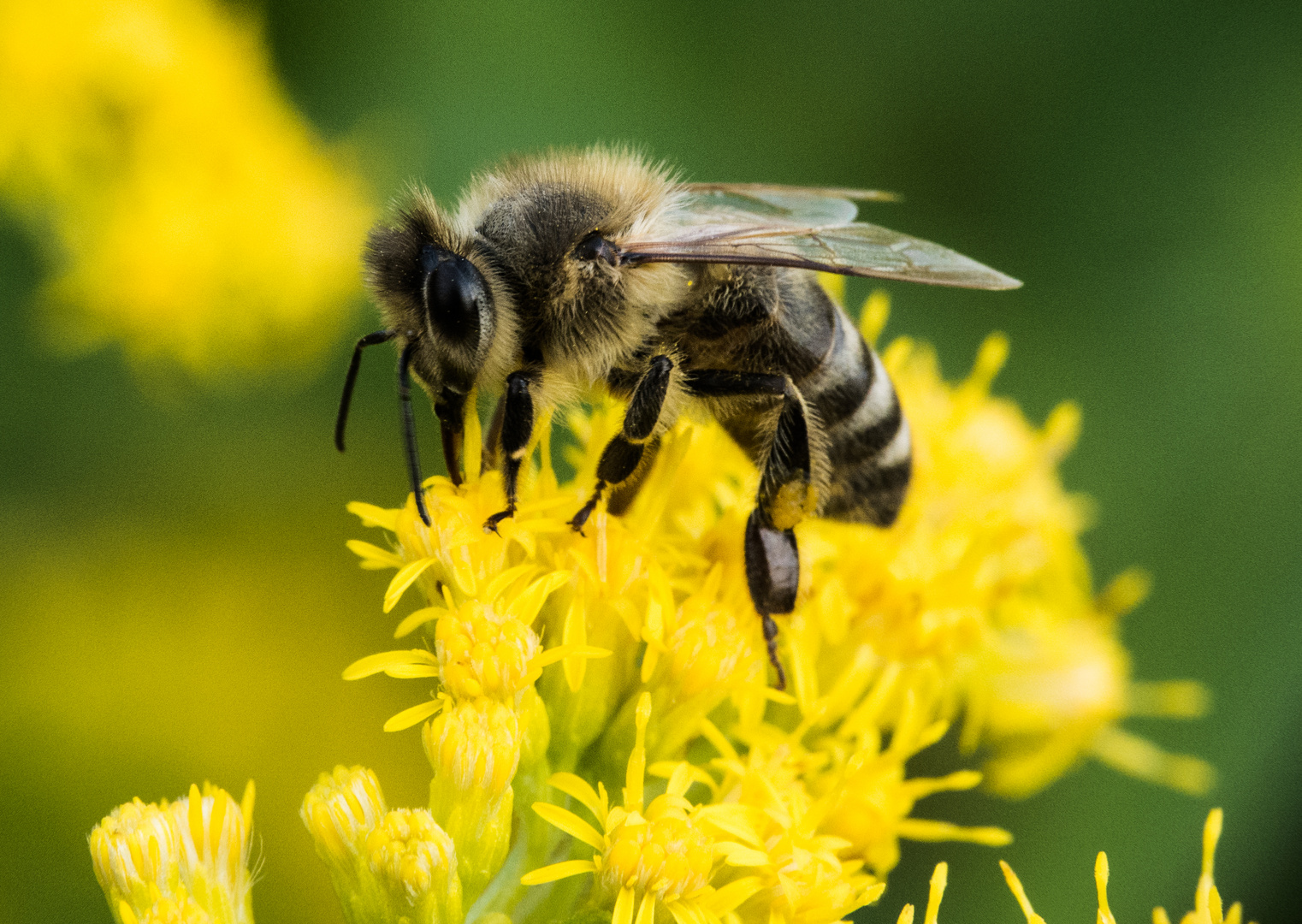 Macro Biene Foto & Bild tiere, wildlife, insekten Bilder auf