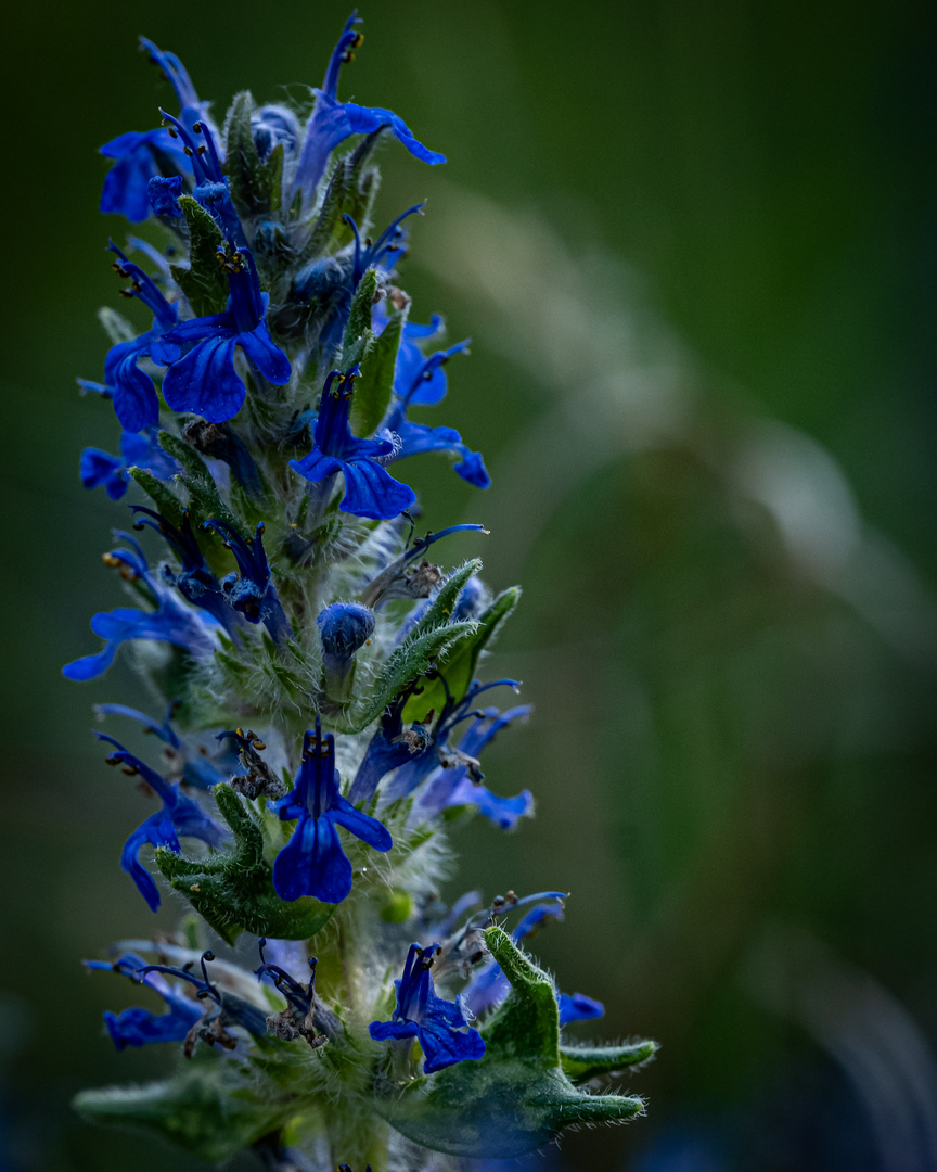 Macro Blue.