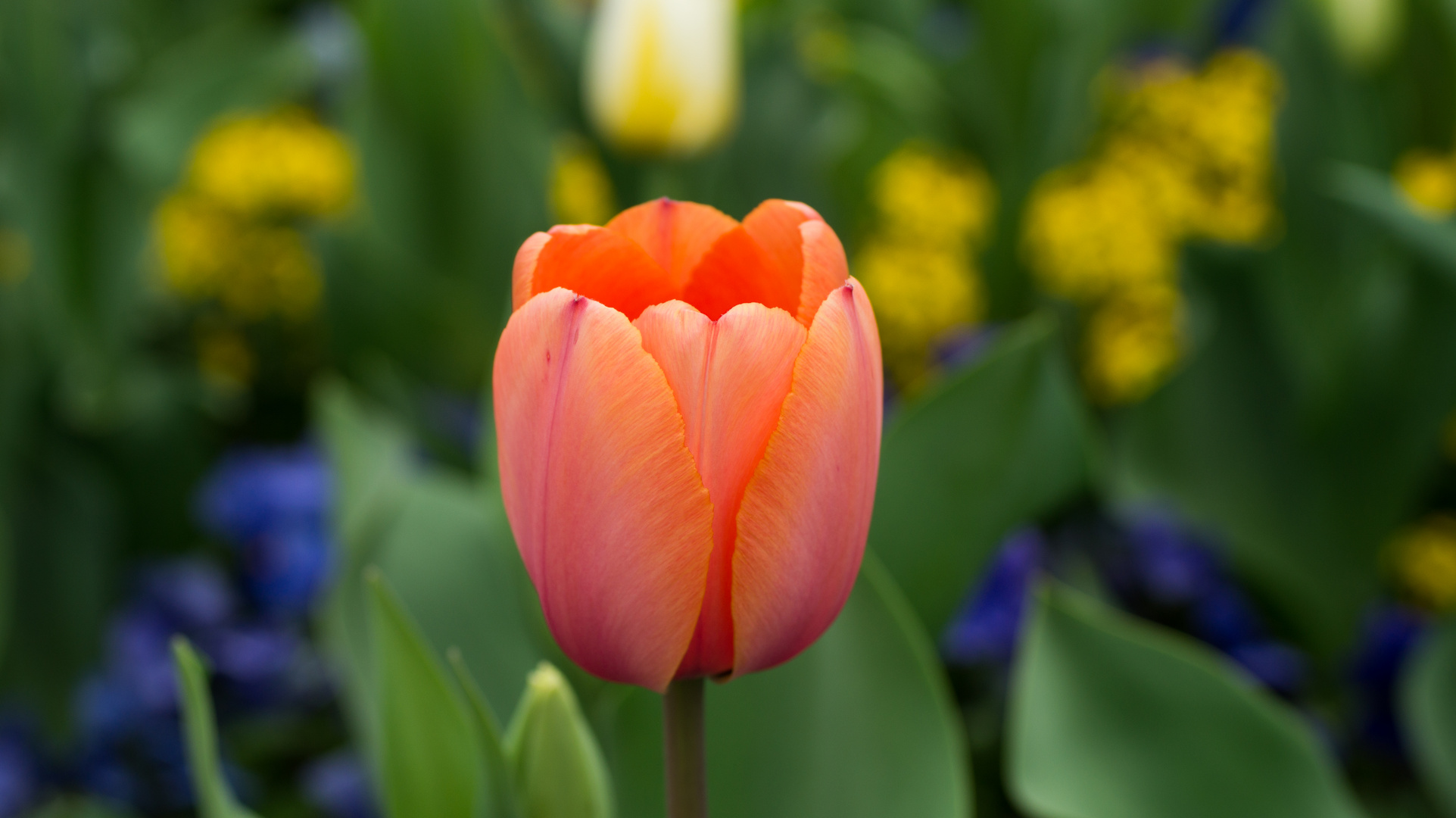 Macro Blümchen