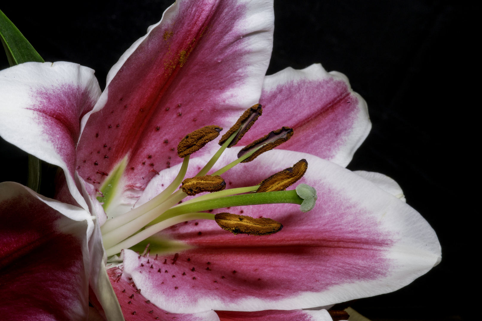 Macro-Blüte