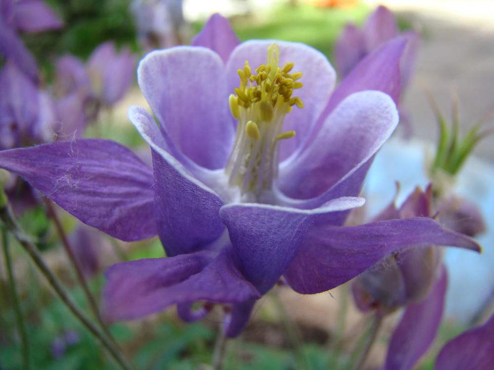 Macro-Blüte im Garten