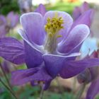 Macro-Blüte im Garten