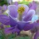 Macro-Blte im Garten