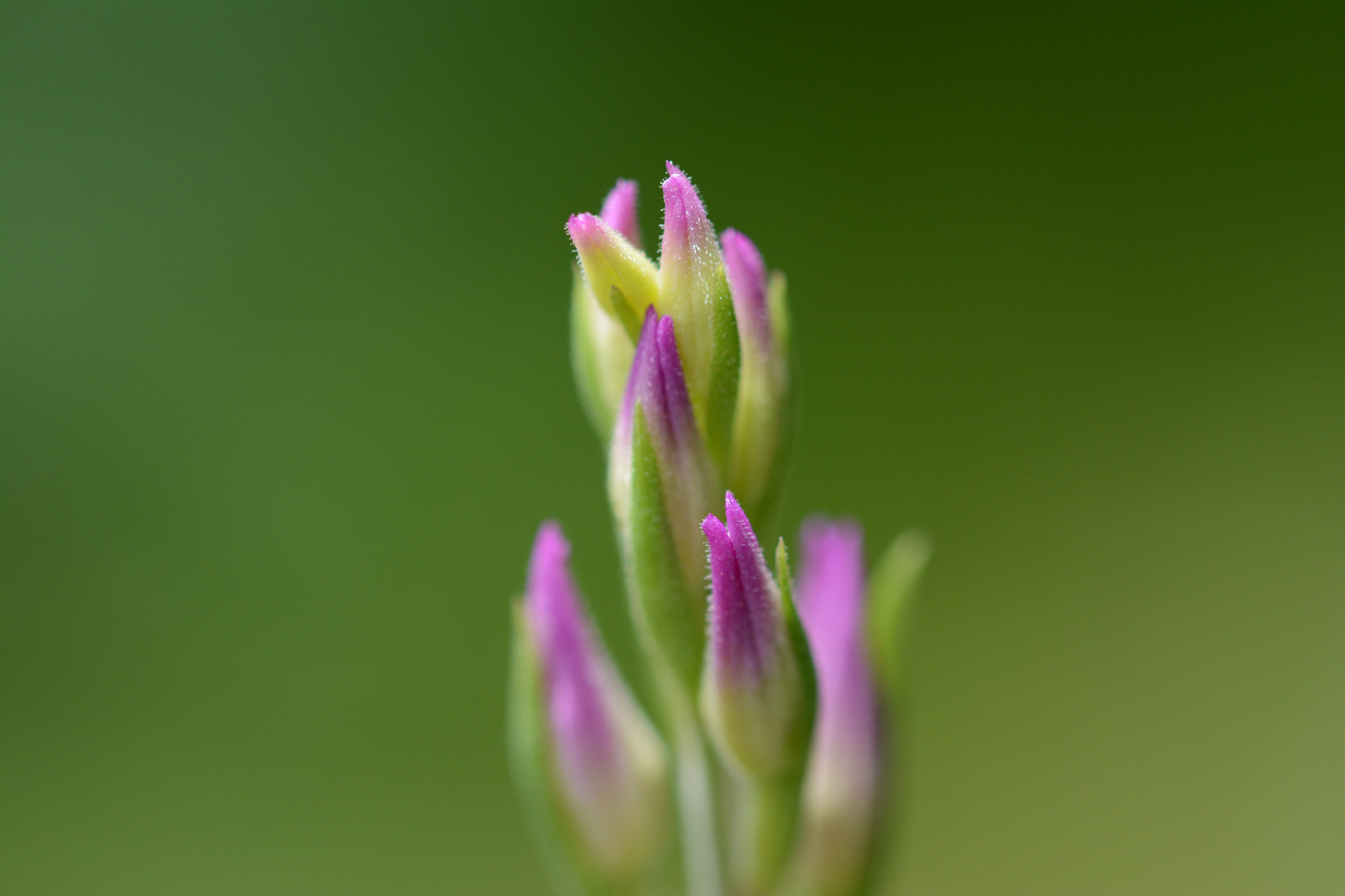 Macro Blume