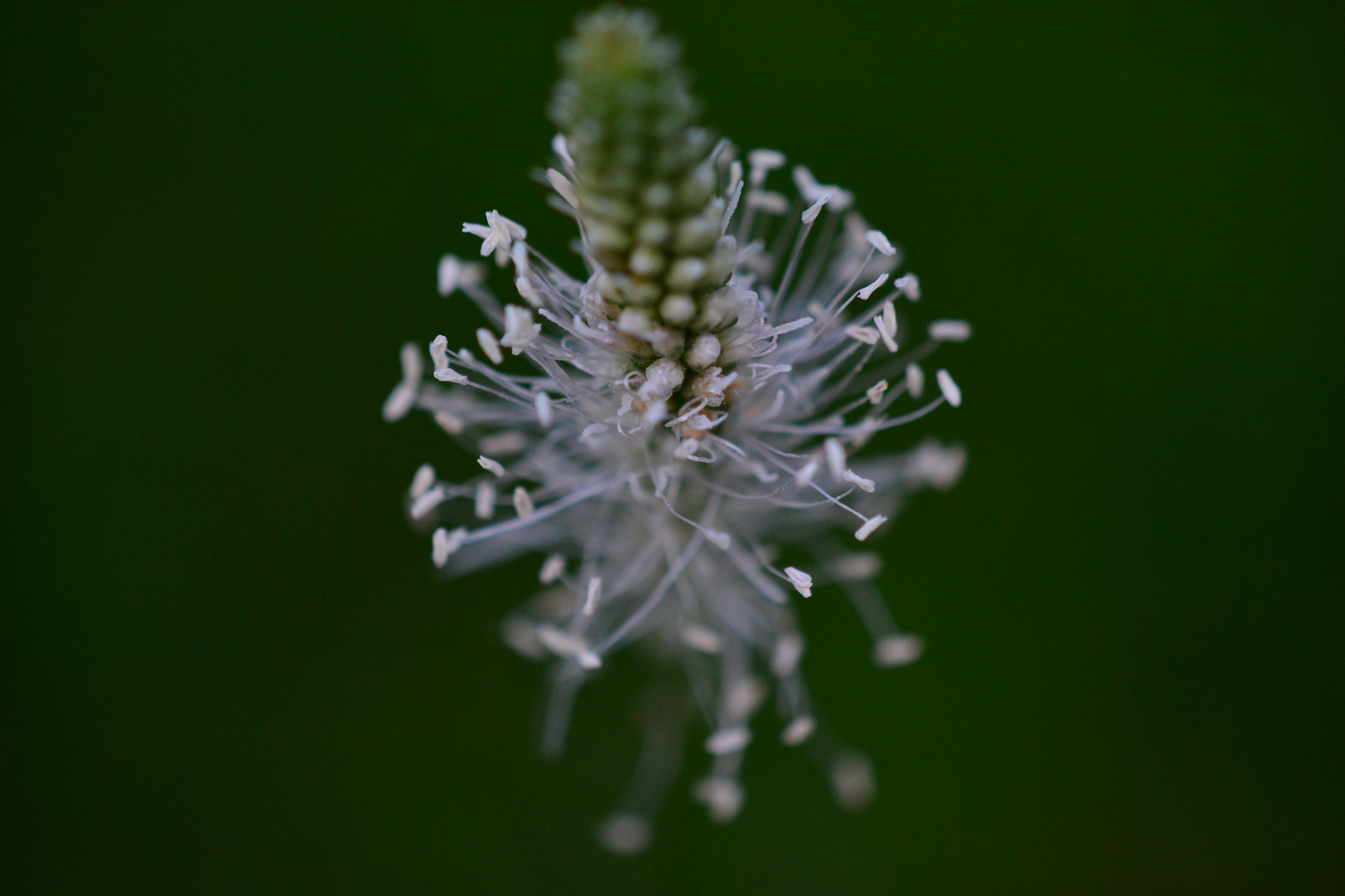 Macro Blume