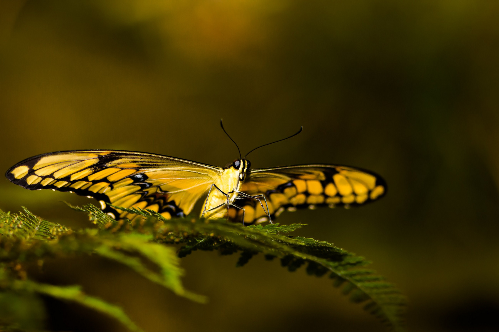 macro botaniaka Bremen 13