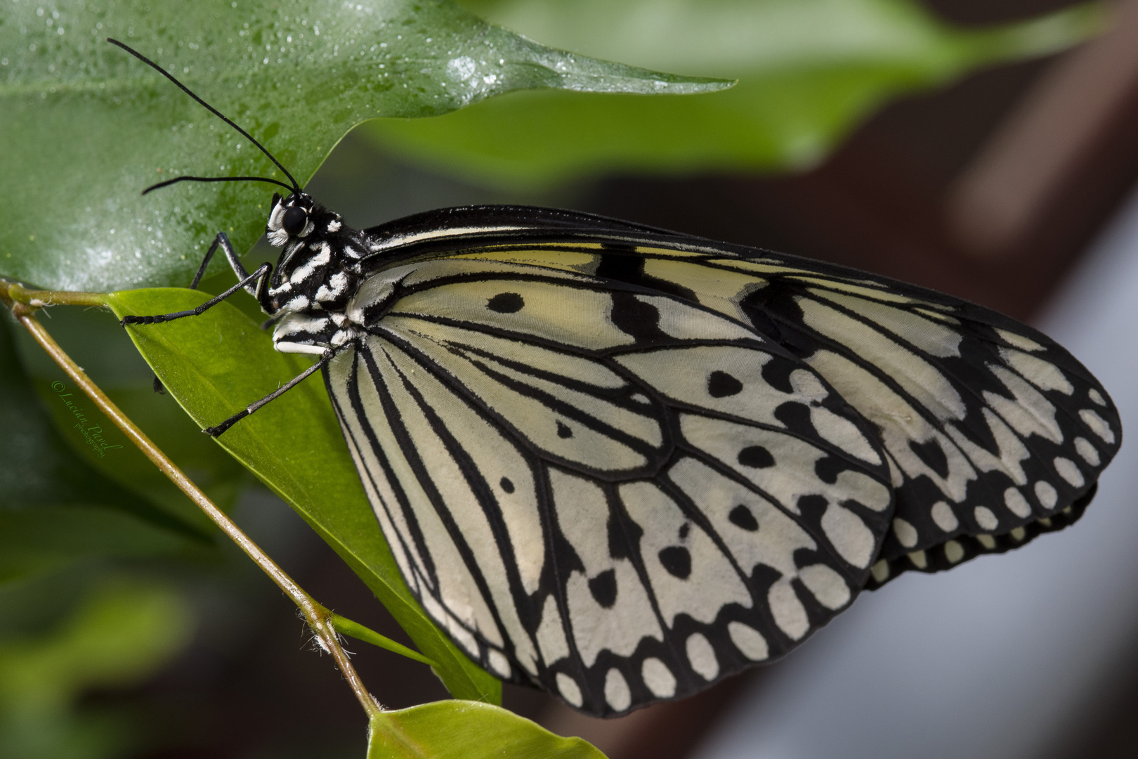 Macro butterfly