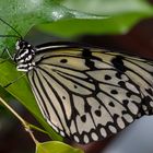 Macro butterfly