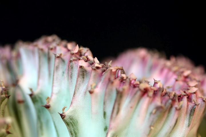 Macro Cactus