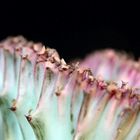 Macro Cactus