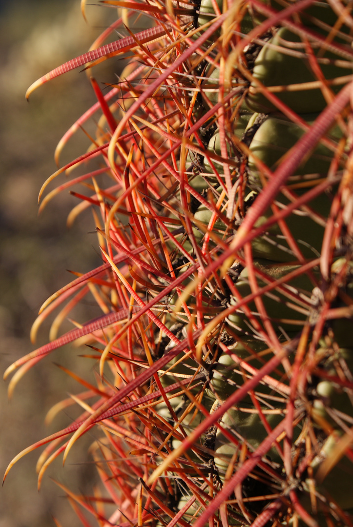 Macro Cactus