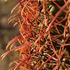 Macro Cactus