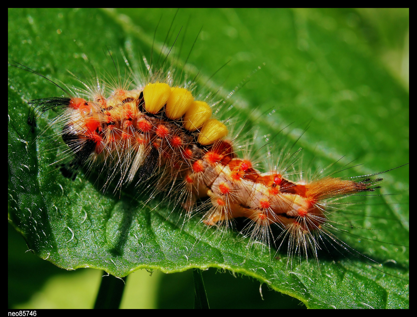 macro chenille