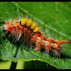 macro chenille