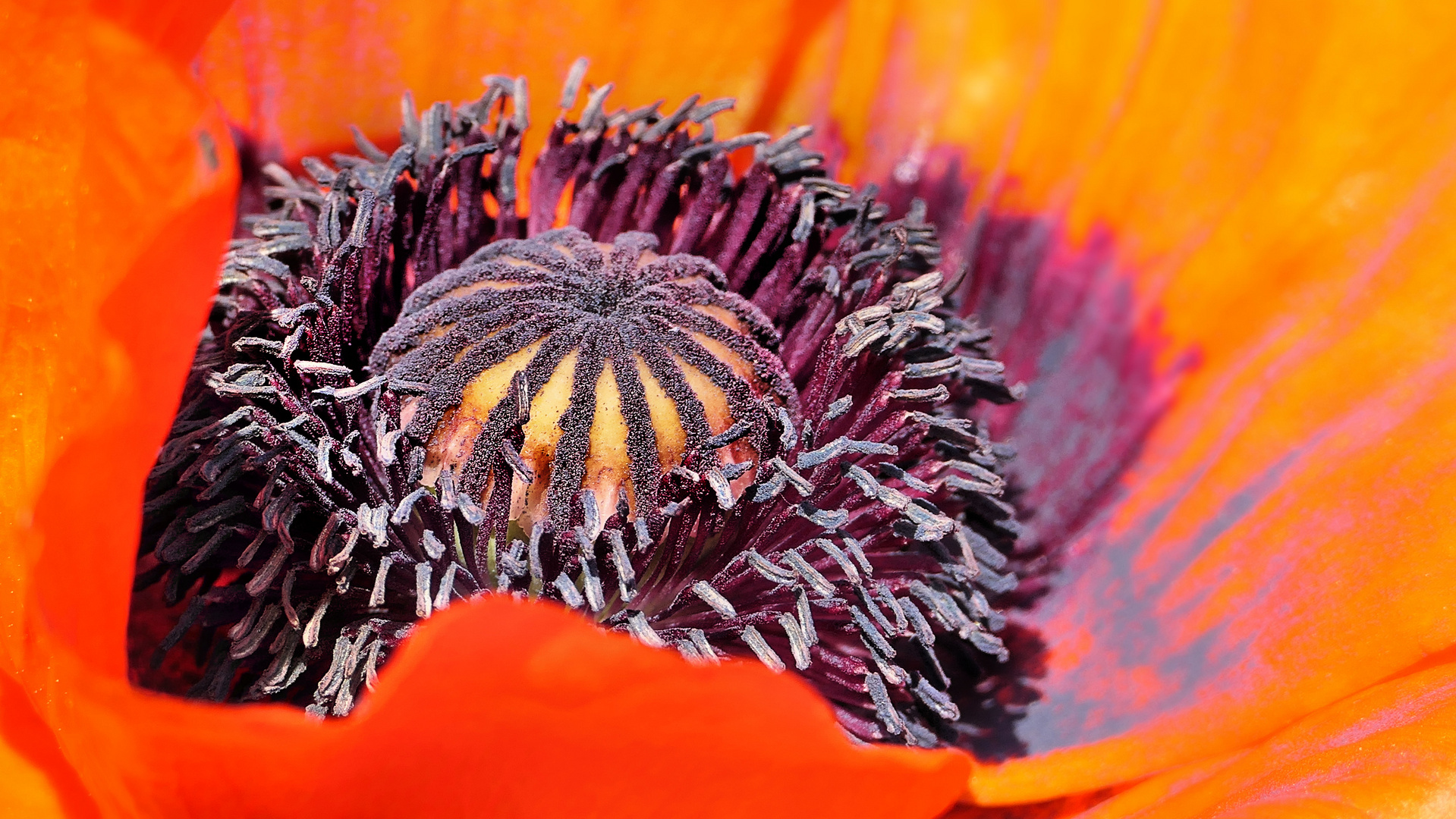 Macro close-up inside red poppy flower