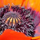 Macro close-up inside red poppy flower
