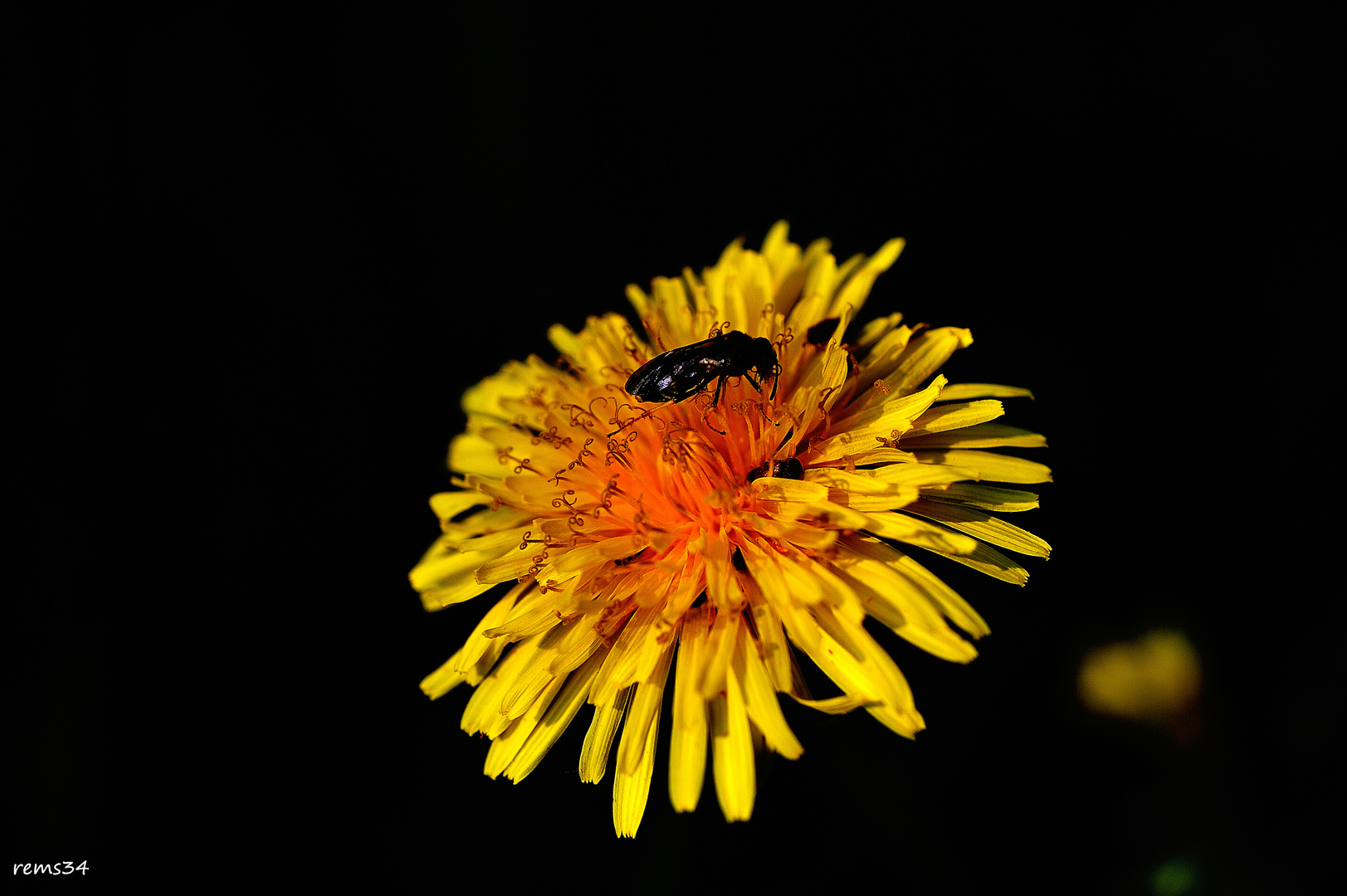 macro dandelion