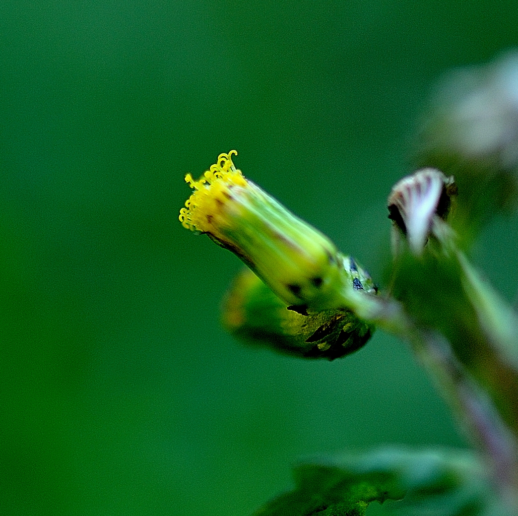 Macro dans mon jardin.