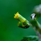 Macro dans mon jardin.