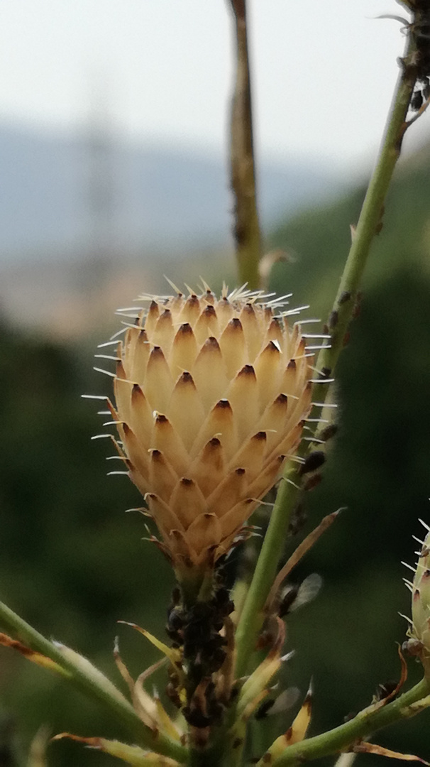 Macro de final de un planta