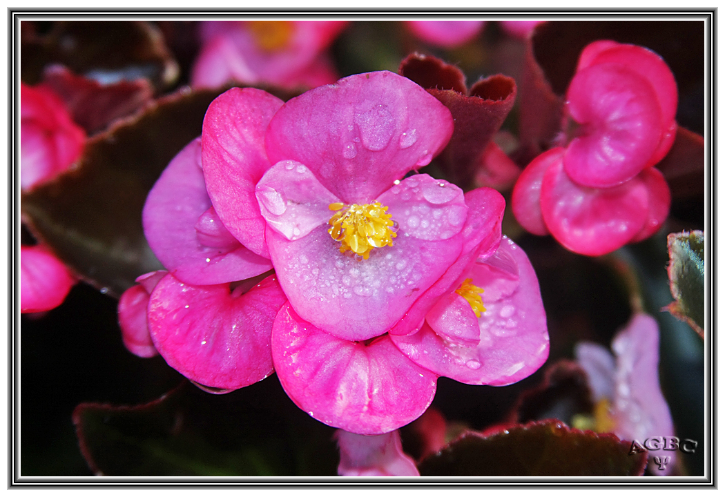 Macro de flor de Begonia I. El Retiro Madrid GKM5-III