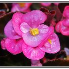 Macro de flor de Begonia I. El Retiro Madrid GKM5-III