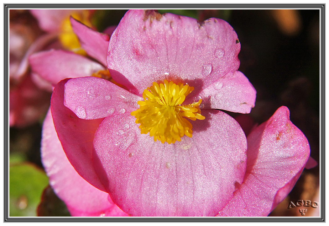 Macro de flor de Begonia II. El Retiro Madrid GKM5-III