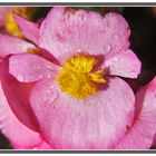 Macro de flor de Begonia II. El Retiro Madrid GKM5-III