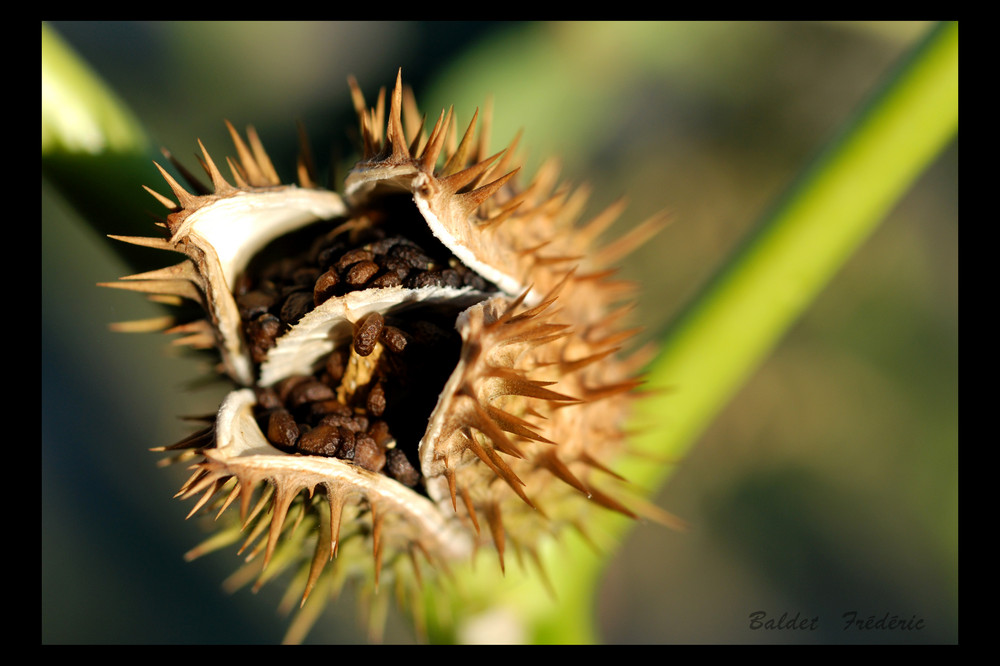 macro de graine