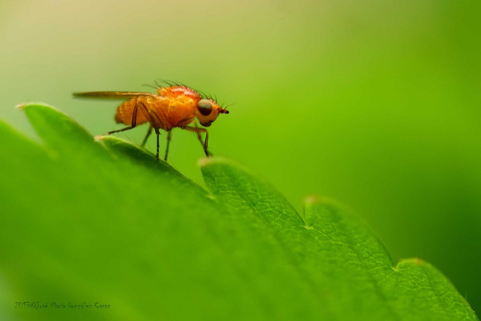 Macro de insectos 1º