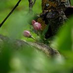 MACRO DE POMMIER