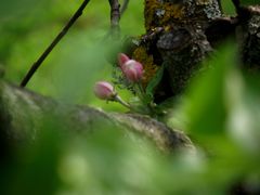 MACRO DE POMMIER