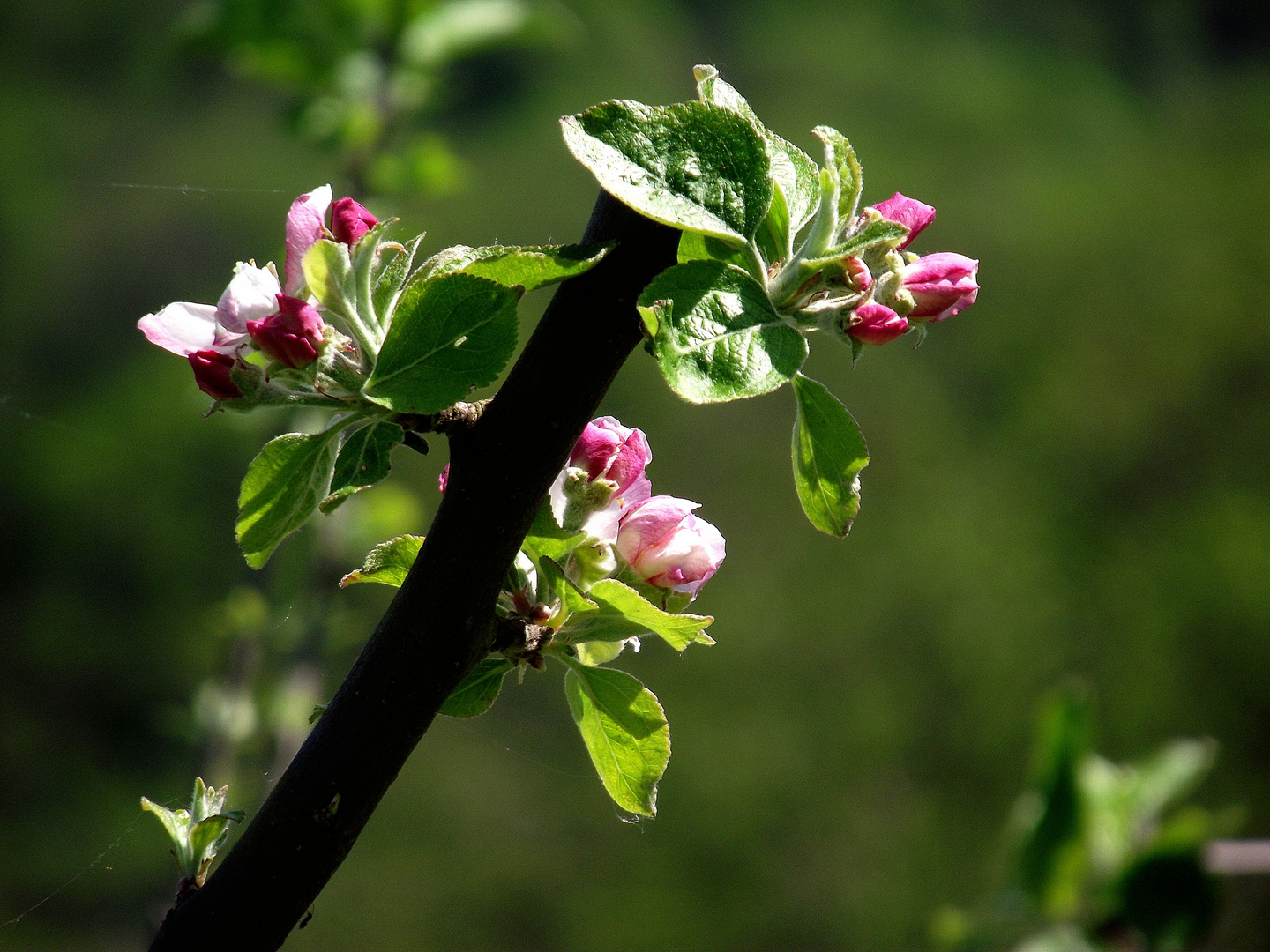 MACRO DE PRINTEMPS