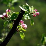 MACRO DE PRINTEMPS