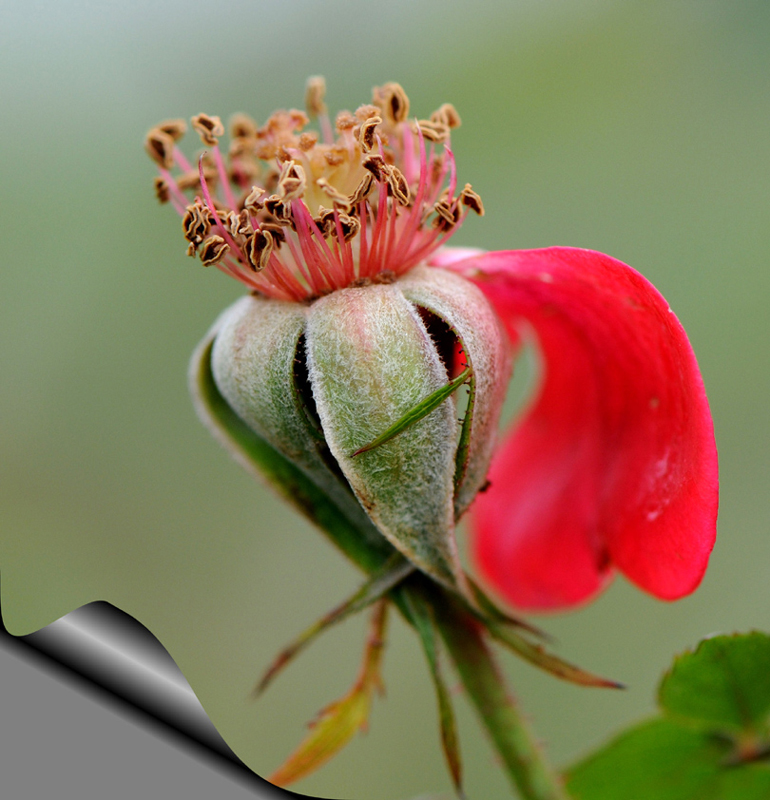 macro de saison