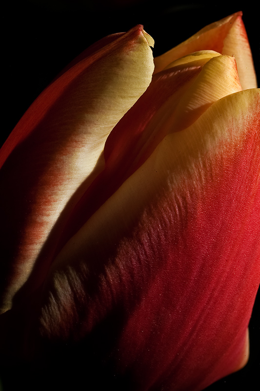 macro de tulipan