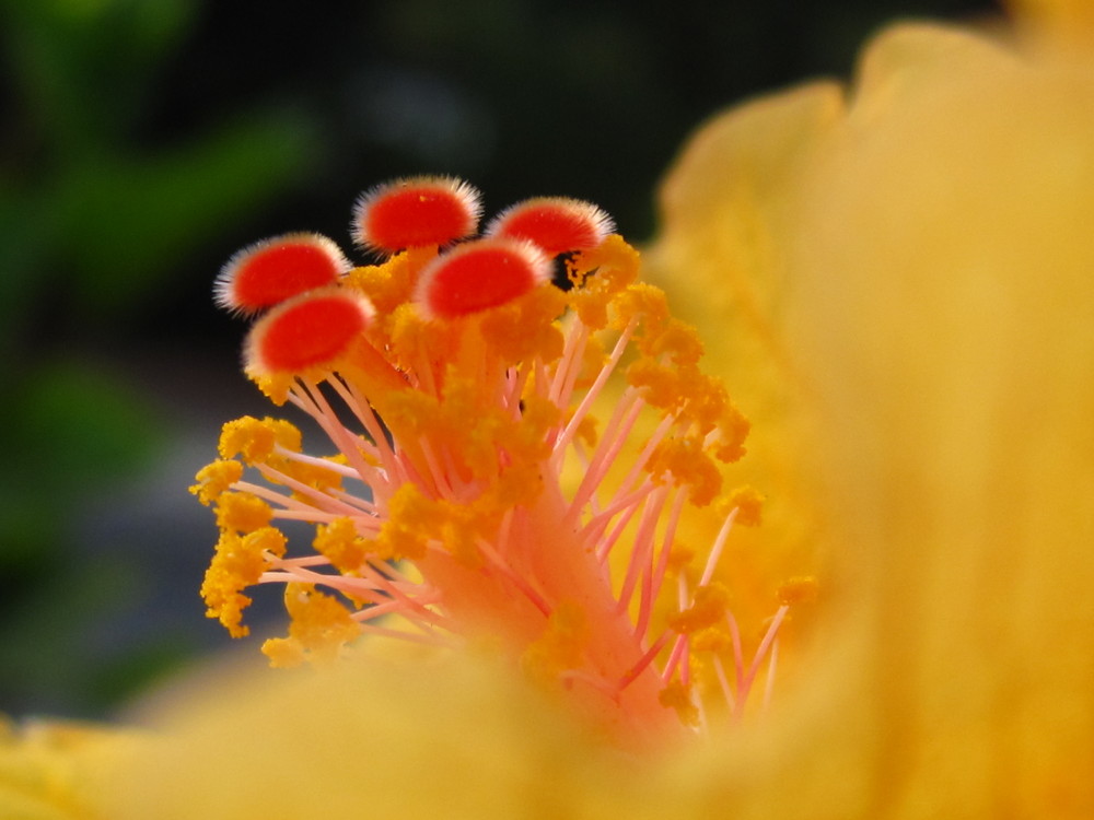 MACRO DE UNA FLOR