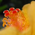 MACRO DE UNA FLOR