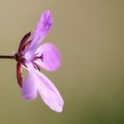 macro de una flor