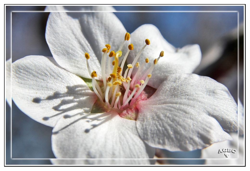 Macro de una flor de Almendro