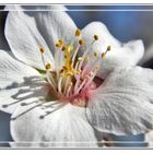 Macro de una flor de Almendro