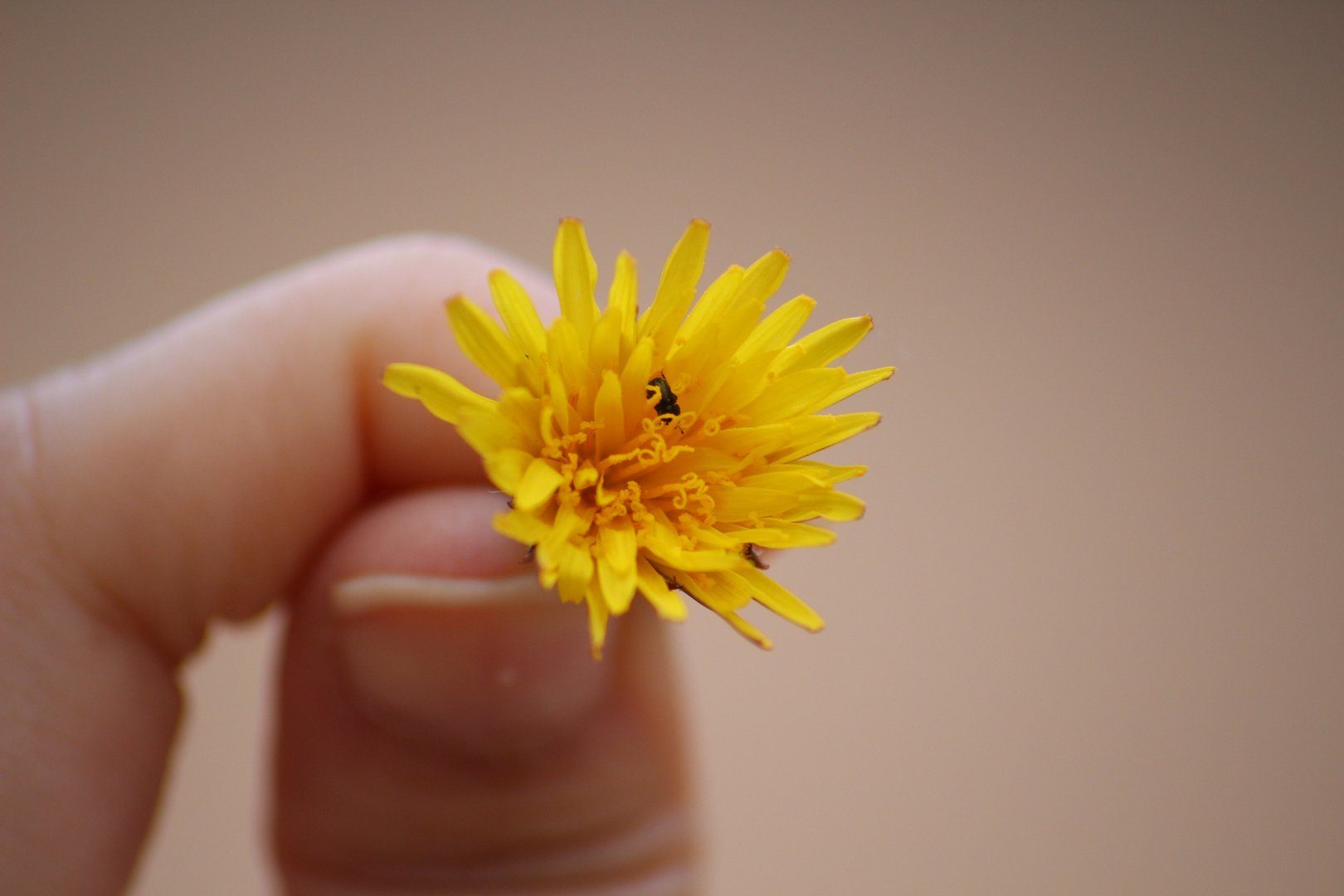 Macro de una flor muy bonita