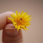 Macro de una flor muy bonita